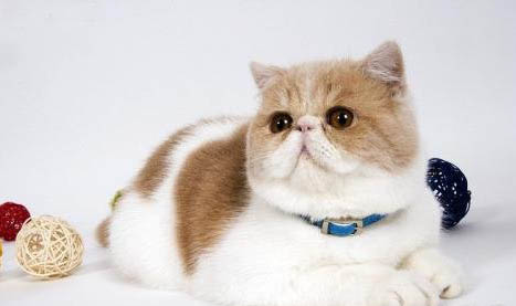 加菲猫吃什么容易长胖