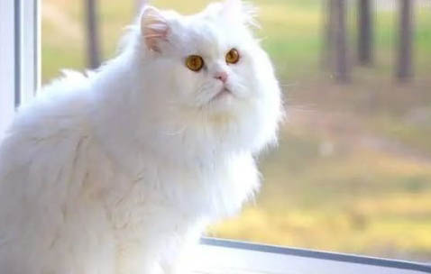 波斯猫好养吗?
