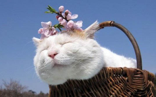 猫瘟可以注射什么