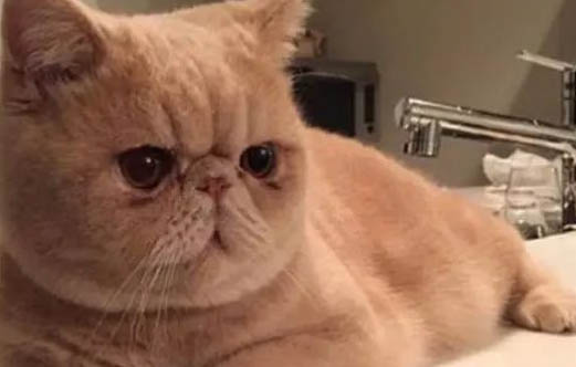 为什么围绕加菲猫一直流泪？