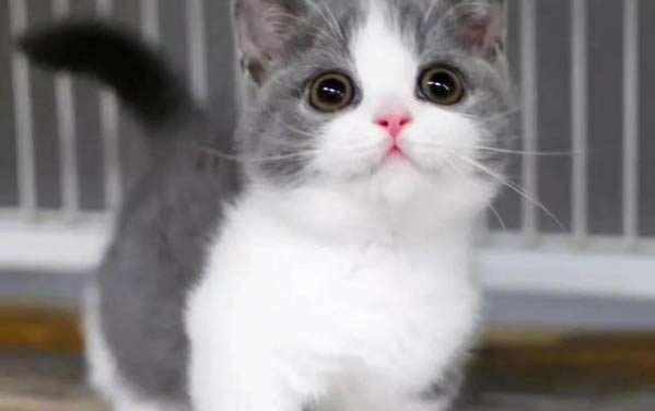 猫咪可以吃红柚子吗