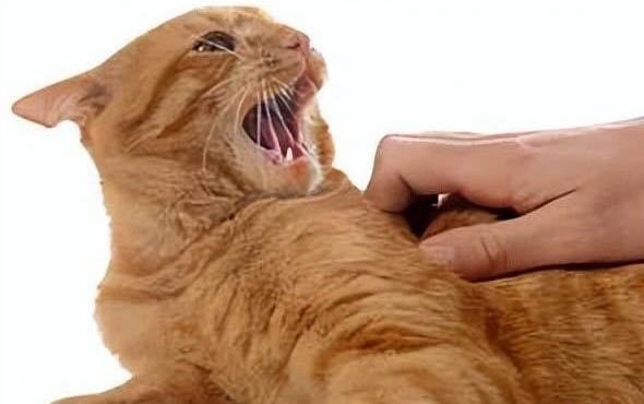 两只猫咪老是打架怎么办