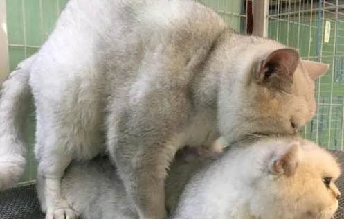 请问猫咪呕吐的原因及处理方法?