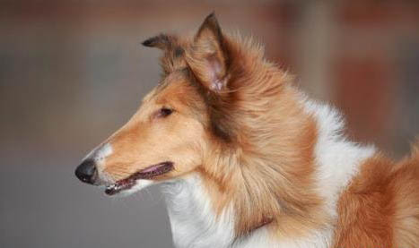 苏格兰牧羊犬可以吃葡萄吗?