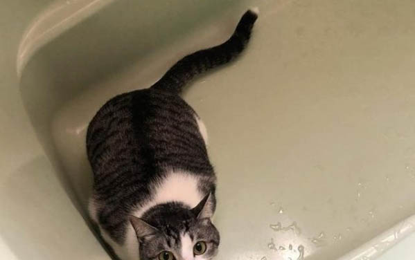 逗猫棒的制作方法