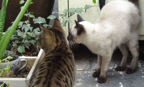 猫身上秃了一块,该如何处理?