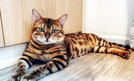 猫咪被撞后能活多久