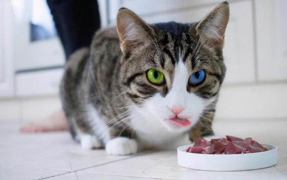 猫咪大便有血怎么回事