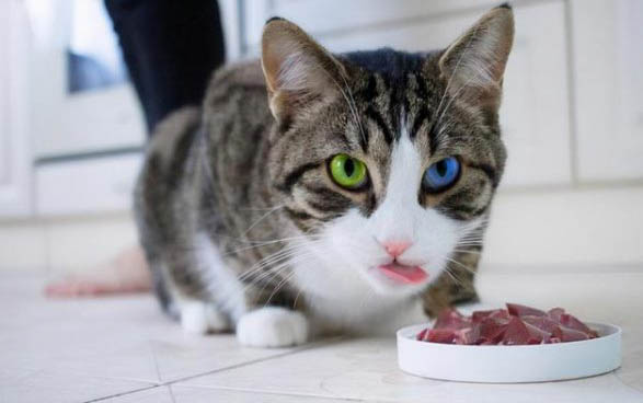 猫咪尿不出来可以吃什么药