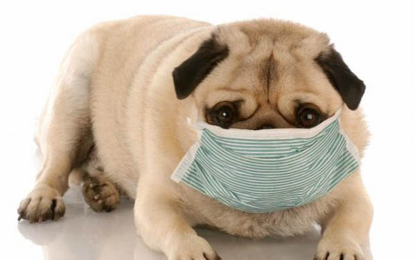 狗狗细小和犬瘟有什么区别