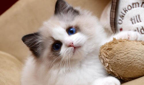 一只布偶猫幼崽多少钱