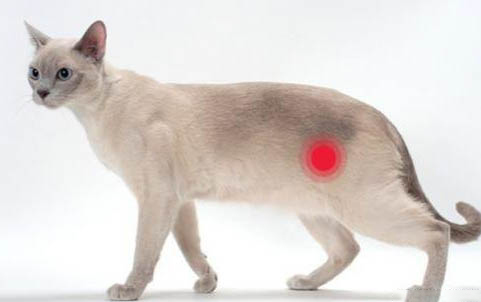 猫咪坐车要多久才算安全