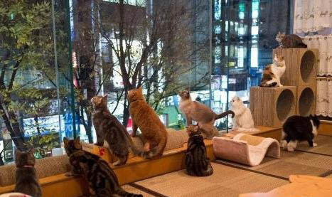 猫咪有结晶导尿之后还是尿不出来怎么办呢