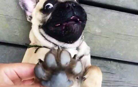 什么狗掉毛多