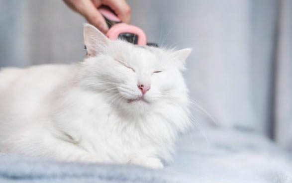 猫咪不会用猫砂怎么办
