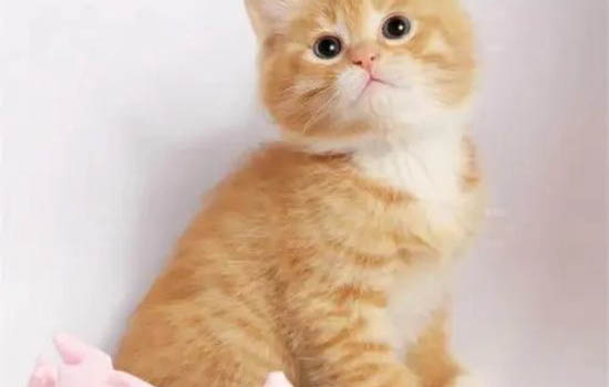 英短蓝猫一天吃多少?