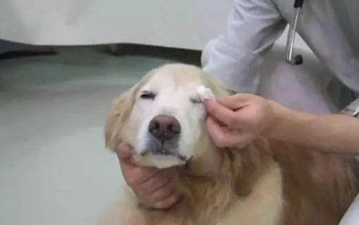 狗狗长虱子怎么处理