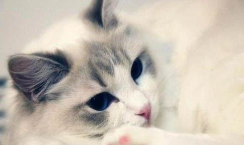 猫罐头一次喂多少合适