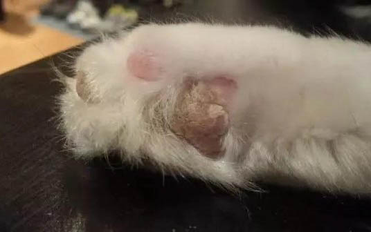猫咪为什么吃东西就流泪