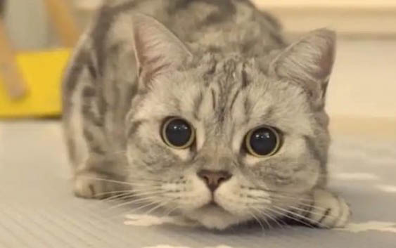 猫咪膀胱炎吃什么药最快见效