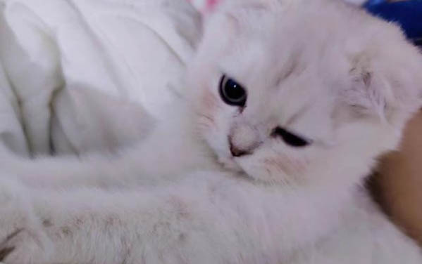 折耳猫为什么那么贵