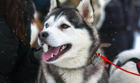 阿拉斯加雪橇犬训练技巧有哪些