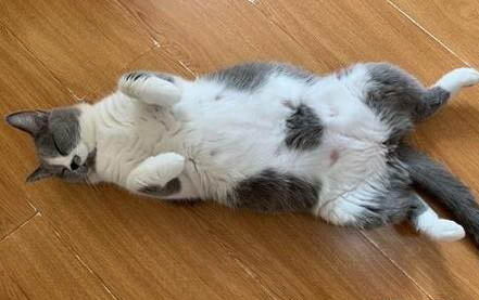 猫咪多久可以打疫苗？