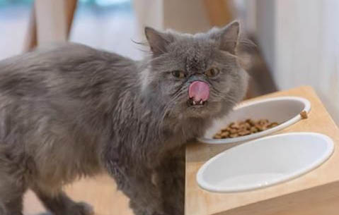 猫热的时候会吐舌头喘气吗？