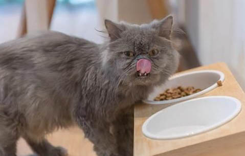 猫热的时候会吐舌头喘气吗?