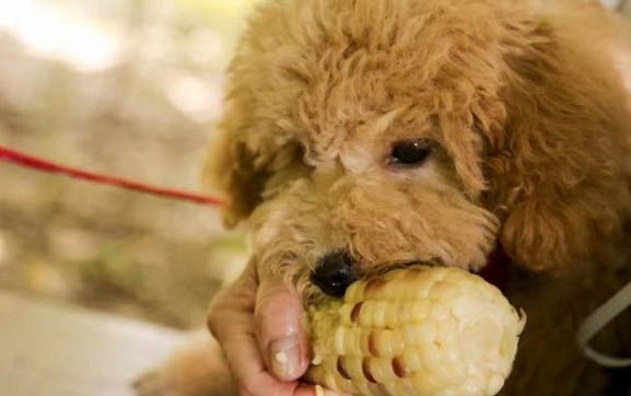 十个不养贵宾犬的理由是什么