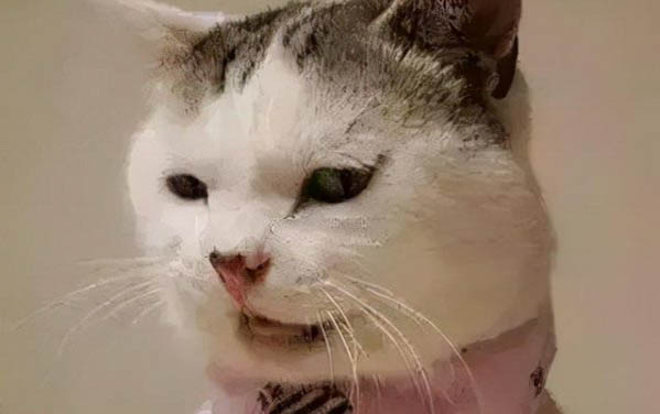 小猫下吐黄水不吃东西