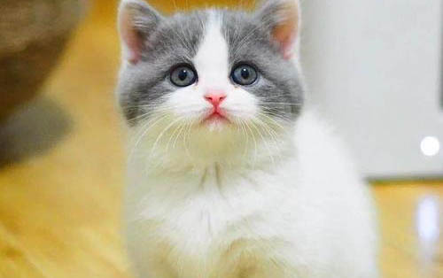 小猫咪感冒了老是打喷嚏怎么办