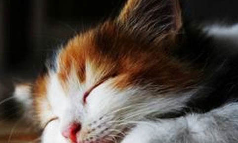 猫感冒了怎么办