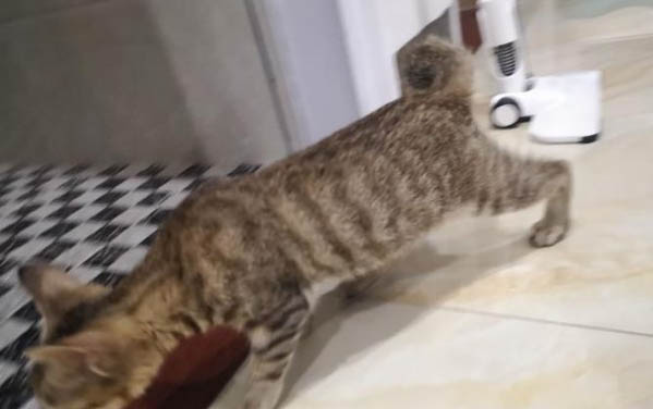 被猫抓伤最晚多久打针