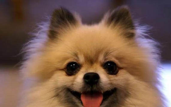 狗狗老是睡觉是怎么回事
