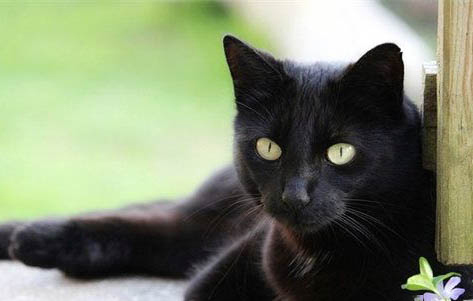 猫在家里到处撒尿怎么办