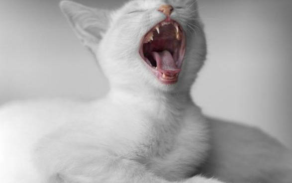 小猫换粮拉稀会自愈吗