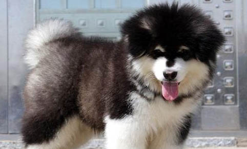 阿拉斯加犬纯种怎么看