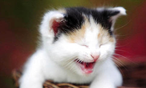 猫咪能吃土豆吗