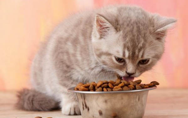 小猫软便但精神很好