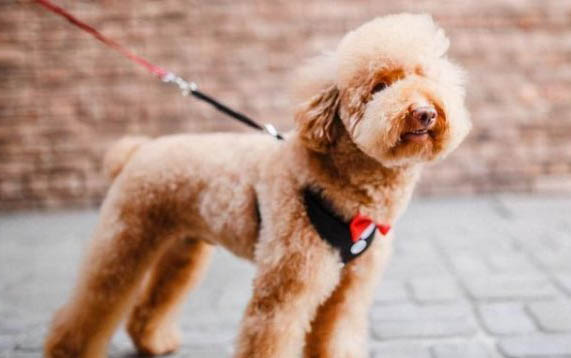 泰迪犬呕吐怎么治疗