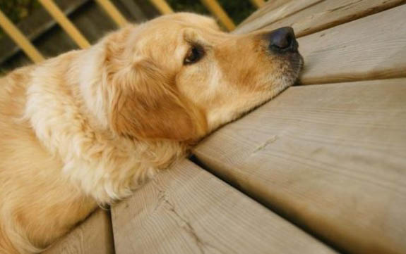 狗狗的狂犬病有多久的潜伏期