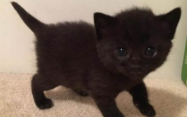 两个月的小猫有点拉稀怎么办