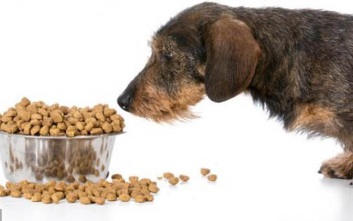 狗狗怀孕的症状?