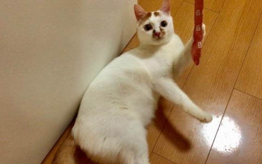 猫咪红细胞很高什么原因