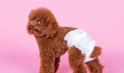 狗狗养在家里哪里合适