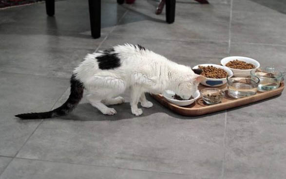 猫麻醉过敏喉咙肿大