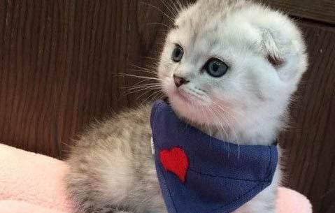 猫咪第二年疫苗晚打了