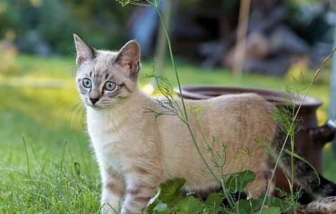 猫咪为什么总有眼屎?如何处理?注意事项有哪些?