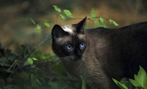 猫咪驱虫后多久可以体外?